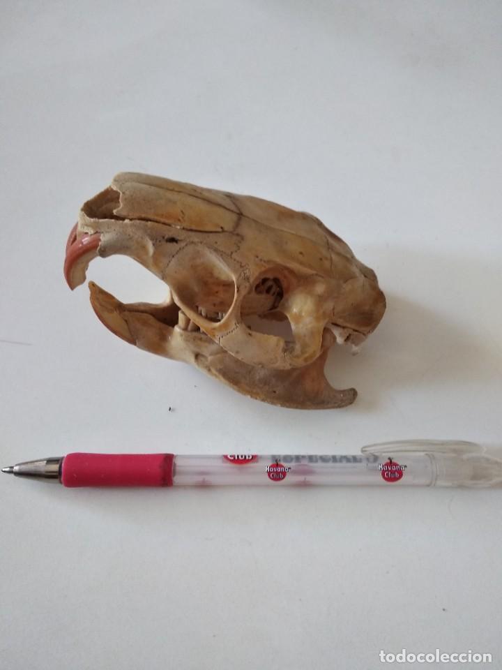 Coleccionismo de fósiles: Craneo taxidermia disecado hueso - Foto 7 - 211722403