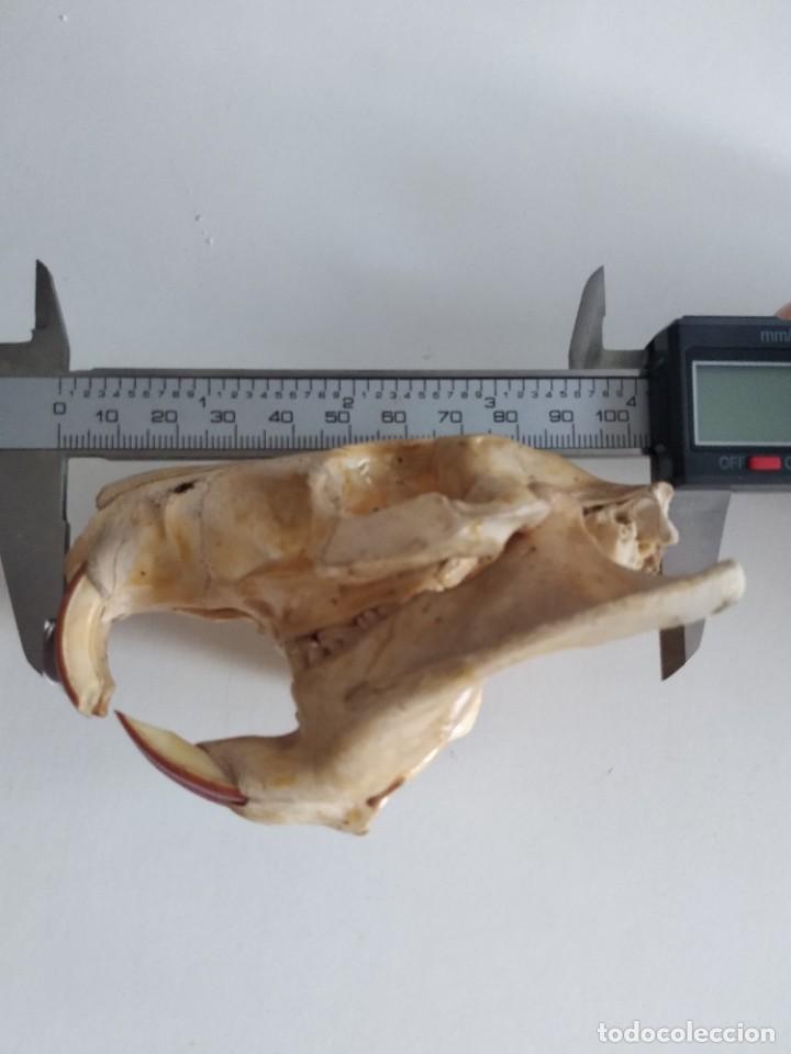 Coleccionismo de fósiles: Craneo taxidermia disecado hueso - Foto 9 - 211722403