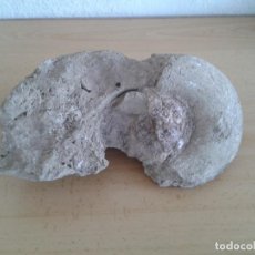 Coleccionismo de fósiles: FOSIL CARACOL CARACOLA ALTO MIJARES. Lote 212197830