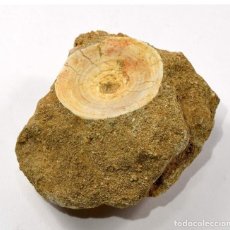 Coleccionismo de fósiles: VÉRTEBRA FÓSIL DE TIBURÓN PREHISTÓRICO DEL CRETÁCICO SUPERIOR TURONIENSE (93 MILLONES DE AÑOS). INN. Lote 213063955