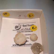 Coleccionismo de fósiles: FOSIL DE ASSILINA EXPONENS. EOCENO. EUROPA.