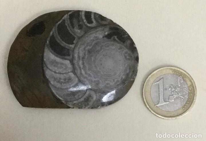 Coleccionismo de f&oacute;siles: F&oacute;sil de Nautilus. - Foto 1