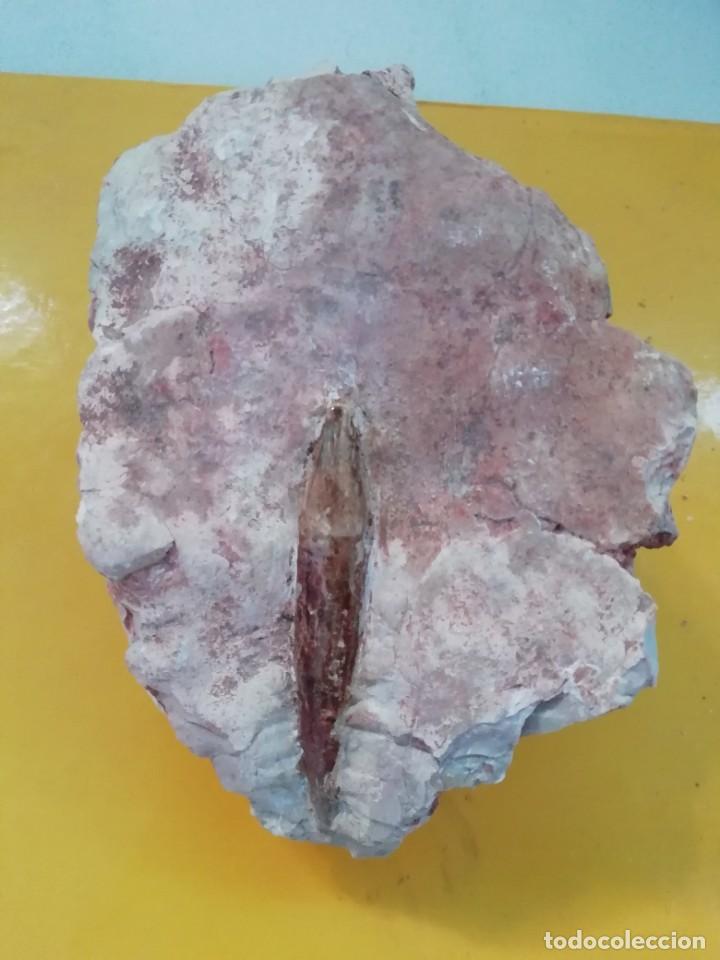 Coleccionismo de f&oacute;siles: Hastites clavatus - Foto 1