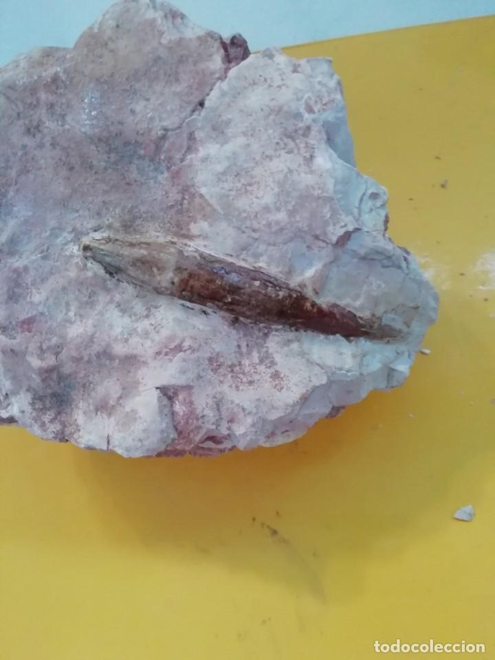 Coleccionismo de f&oacute;siles: Hastites clavatus - Foto 2