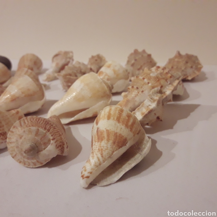 Coleccionismo de f&oacute;siles: Colecci&oacute;n de caracolas - Foto 5