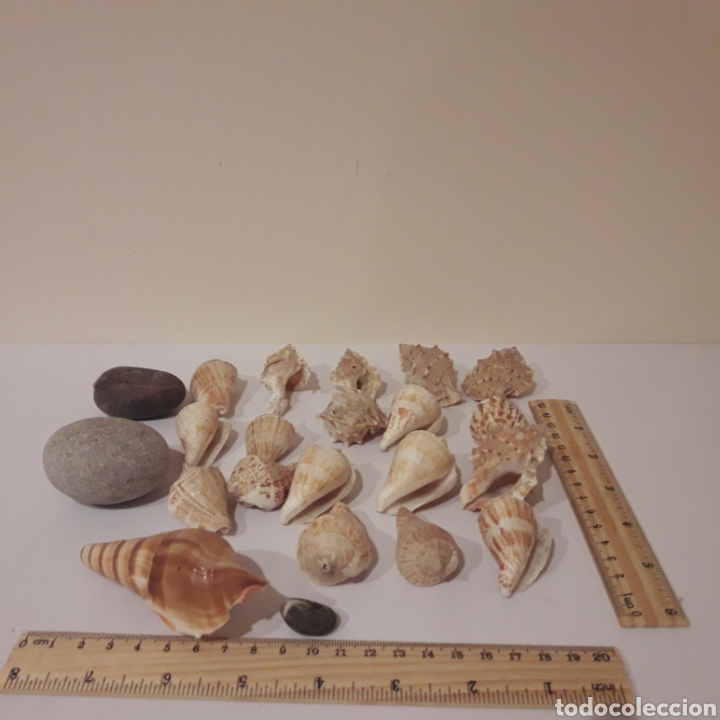 Coleccionismo de f&oacute;siles: Colecci&oacute;n de caracolas - Foto 8