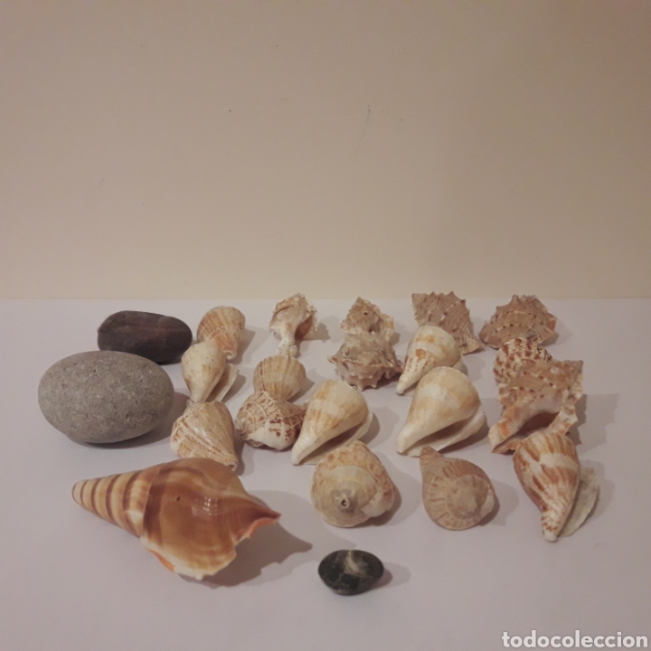 Coleccionismo de f&oacute;siles: Colecci&oacute;n de caracolas - Foto 1