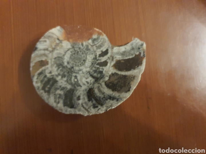 Coleccionismo de f&oacute;siles: F&oacute;sil Anmonite - Foto 2