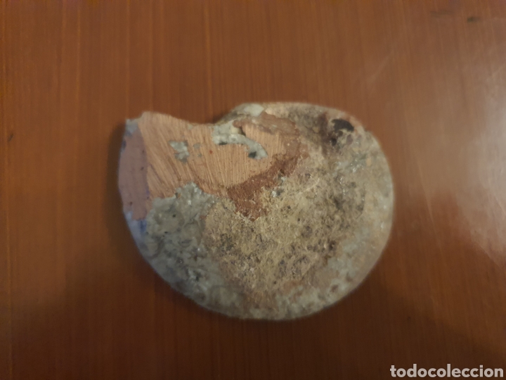 Coleccionismo de f&oacute;siles: F&oacute;sil Anmonite - Foto 3