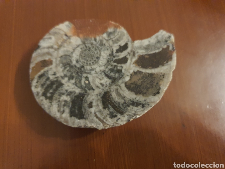 Coleccionismo de f&oacute;siles: F&oacute;sil Anmonite - Foto 1