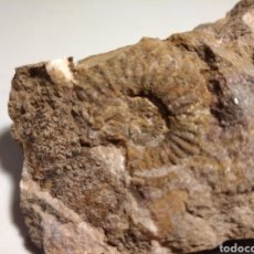 Coleccionismo de fósiles: AMMONITES FOSIL STORTHOCERAS. JURÁSICO. AUSTRIA.