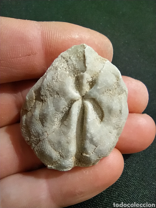 Coleccionismo de f&oacute;siles: F&oacute;sil de erizo Schizaster Eurynotus. - Foto 1