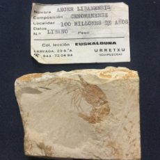 Coleccionismo de fósiles: AEGER LIBANENSIS - CENOMANIENSE - 100 MILLONES DE AÑOS - LIBANO - MATRIZ 7X5,5CM - FOSIL 4X3CM