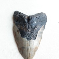 Coleccionismo de fósiles: 46. FÓSIL. ENORME DIENTE DE MEGALODÓN. 11 CENTÍMETROS.. Lote 226450400