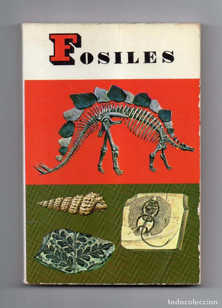 Coleccionismo de f&oacute;siles: FOSILES - Foto 1