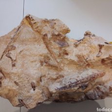 Coleccionismo de fósiles: FOSIL DE THYTESAURUS. CRETACICO. MARRUECOS.. Lote 228870320