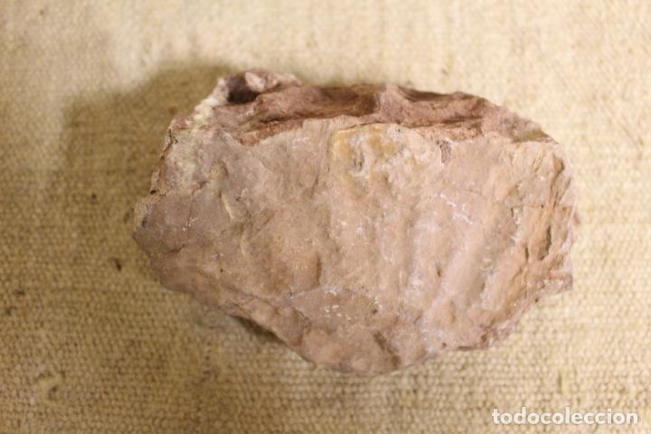Coleccionismo de f&oacute;siles: fosil - Foto 2