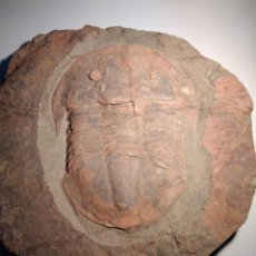Coleccionismo de fósiles: GRAN TRILOBITES FOSIL ASAPHUS. ORDOVICICO. MARRUECOS. Lote 230874875