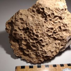 Coleccionismo de fósiles: ARRECIFE CORAL FOSIL. JURÁSICO. EUROPA.. Lote 230881995