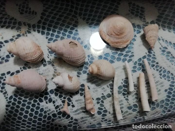 Coleccionismo de f&oacute;siles: Lote variado plioceno - Foto 1