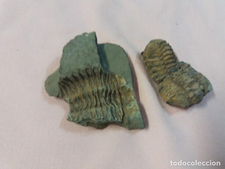Coleccionismo de f&oacute;siles: Espectacular Trilobite - Foto 1