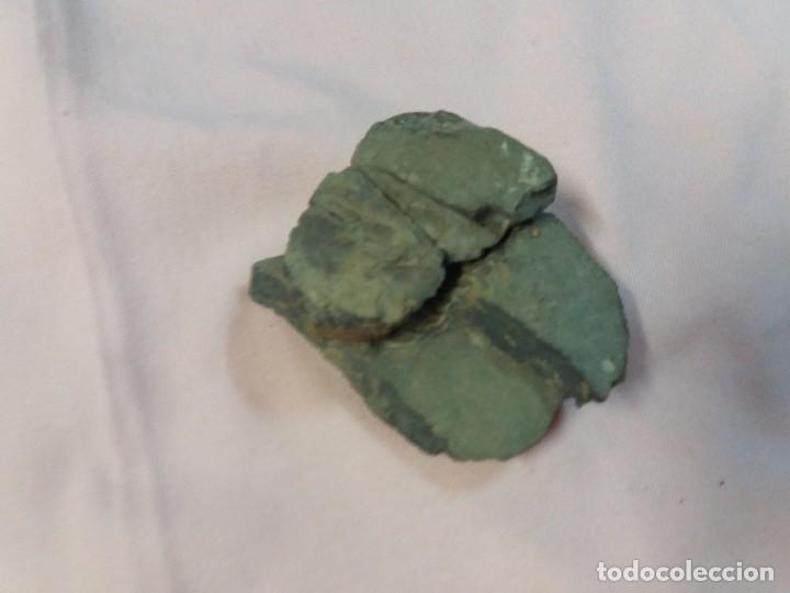 Coleccionismo de f&oacute;siles: Espectacular Trilobite - Foto 2