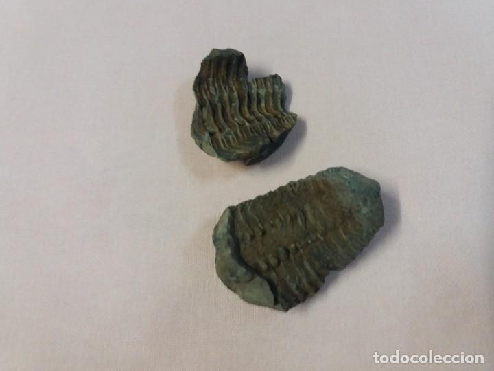 Coleccionismo de f&oacute;siles: Trilobite - Foto 1