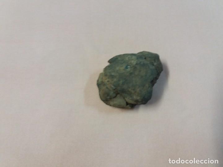 Coleccionismo de f&oacute;siles: Trilobite - Foto 2