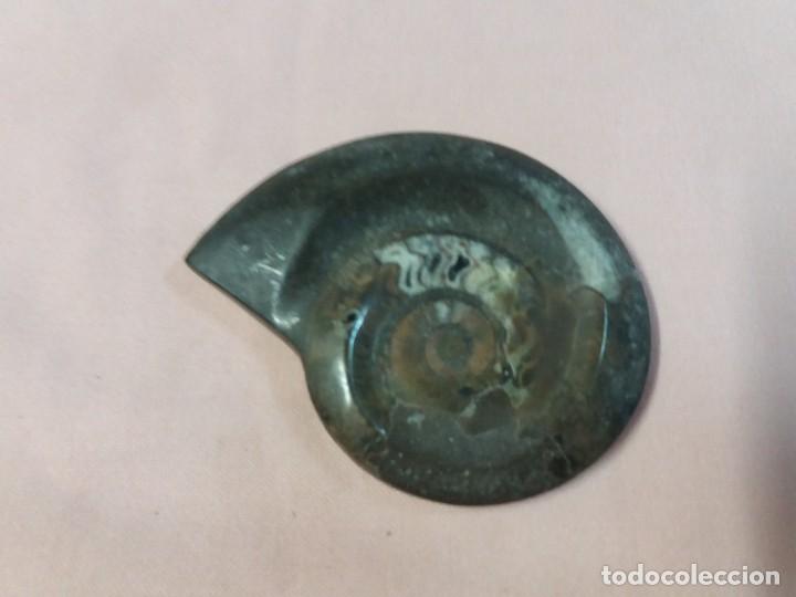 Coleccionismo de f&oacute;siles: Espectacular Amonite - Foto 1