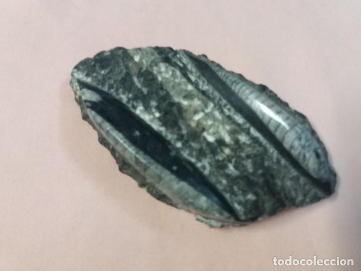 Coleccionismo de f&oacute;siles: Orthoceras - Foto 1