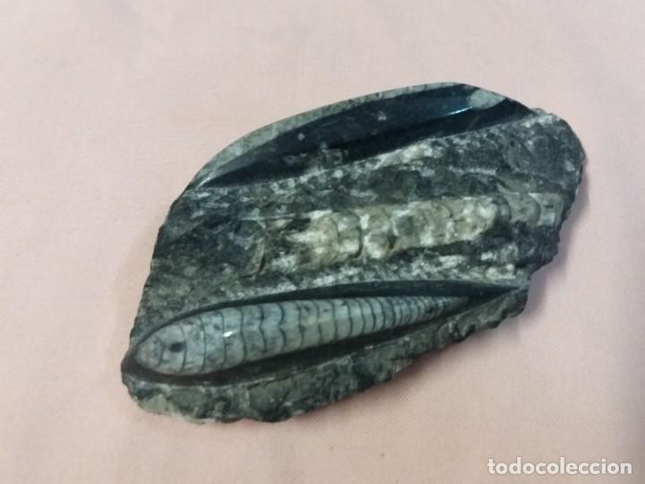 Coleccionismo de f&oacute;siles: Orthoceras - Foto 2