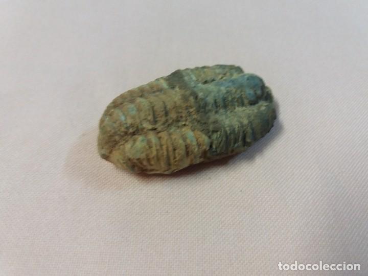 Coleccionismo de f&oacute;siles: Trilobite - Foto 1