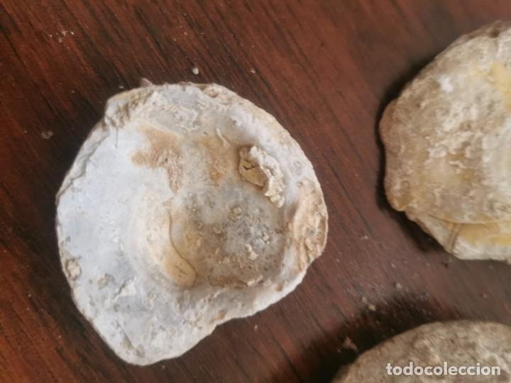 Coleccionismo de f&oacute;siles: F&oacute;siles - Foto 3