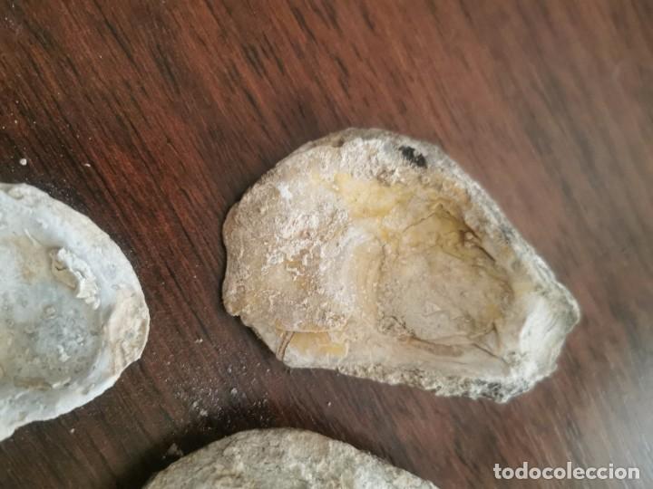 Coleccionismo de f&oacute;siles: F&oacute;siles - Foto 4