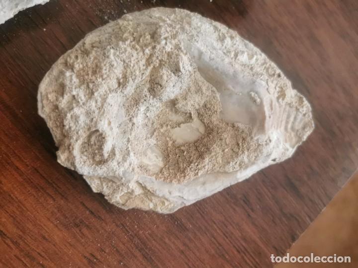 Coleccionismo de f&oacute;siles: F&oacute;siles - Foto 5