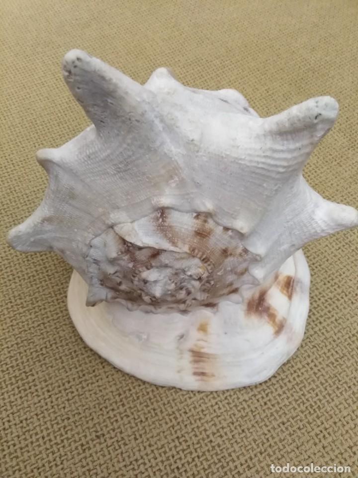Coleccionismo de f&oacute;siles: Caracola - Foto 2