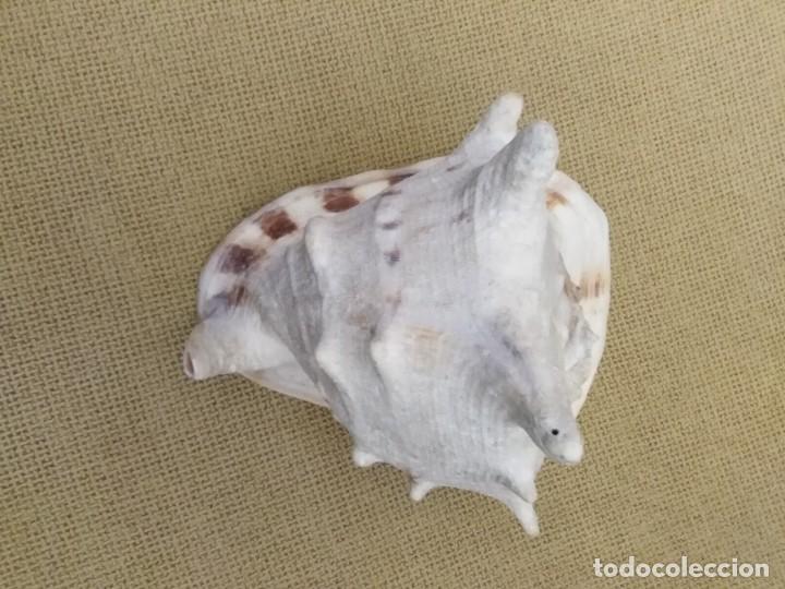 Coleccionismo de f&oacute;siles: Caracola - Foto 3