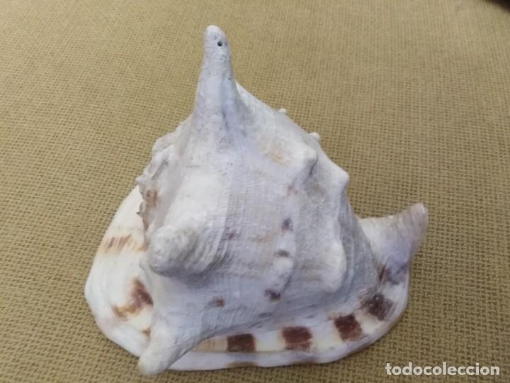 Coleccionismo de f&oacute;siles: Caracola - Foto 4