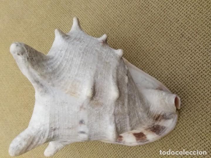 Coleccionismo de f&oacute;siles: Caracola - Foto 5