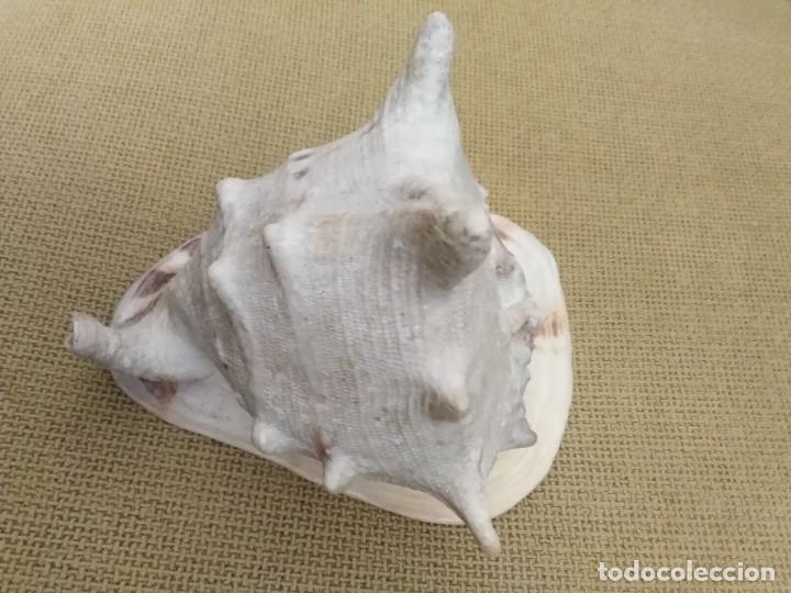 Coleccionismo de f&oacute;siles: Caracola - Foto 6