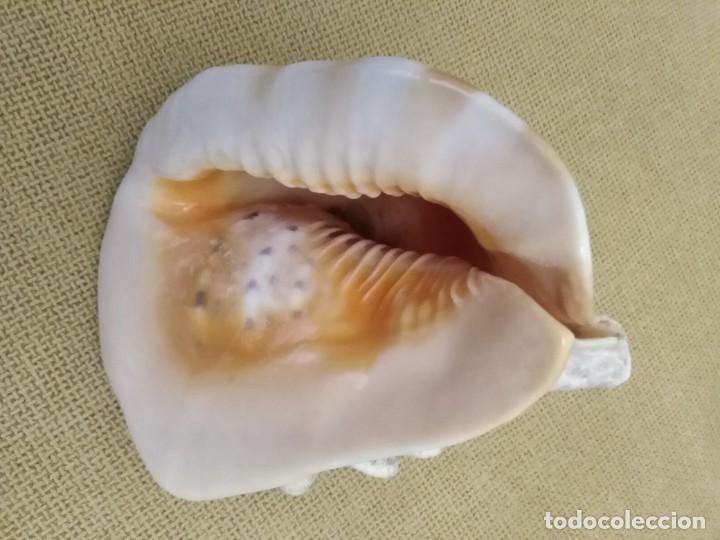 Coleccionismo de f&oacute;siles: Caracola - Foto 7