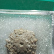 Coleccionismo de fósiles: ERIZO DE MAR FOSIL GONIOPYGUS DELPHINENSIS. CRETACICO. EUROPA.