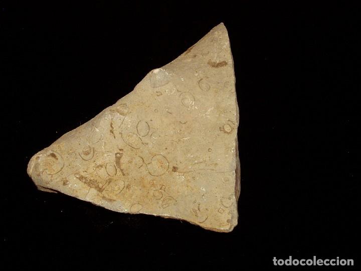Coleccionismo de f&oacute;siles: F&oacute;siles Ammonites y formas extra&ntilde;as - Foto 1