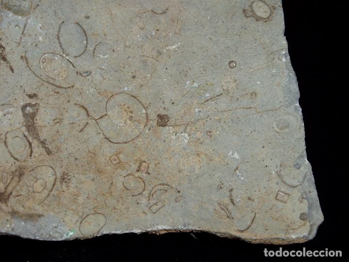 Coleccionismo de f&oacute;siles: F&oacute;siles Ammonites y formas extra&ntilde;as - Foto 2