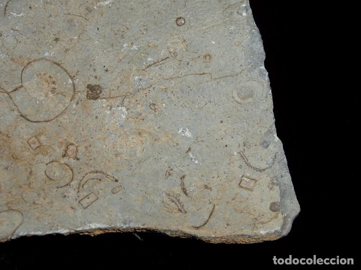 Coleccionismo de f&oacute;siles: F&oacute;siles Ammonites y formas extra&ntilde;as - Foto 3