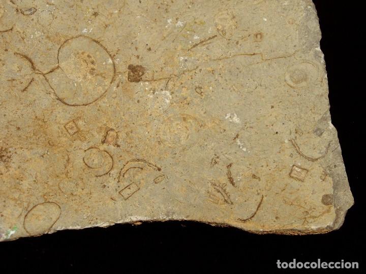 Coleccionismo de f&oacute;siles: F&oacute;siles Ammonites y formas extra&ntilde;as - Foto 4