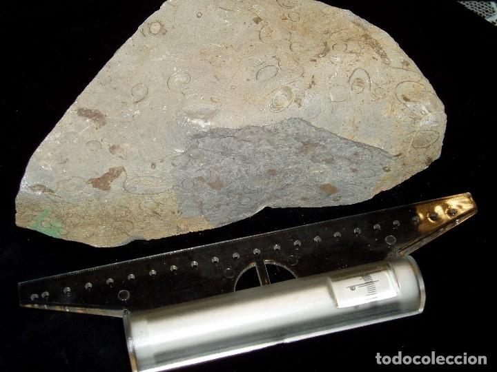 Coleccionismo de f&oacute;siles: F&oacute;siles Ammonites y formas extra&ntilde;as - Foto 5