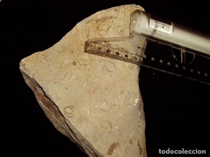 Coleccionismo de f&oacute;siles: F&oacute;siles Ammonites y formas extra&ntilde;as - Foto 6