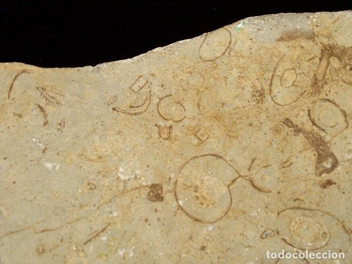 Coleccionismo de f&oacute;siles: F&oacute;siles Ammonites y formas extra&ntilde;as - Foto 7