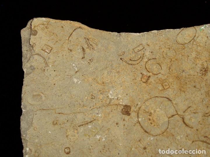 Coleccionismo de f&oacute;siles: F&oacute;siles Ammonites y formas extra&ntilde;as - Foto 8
